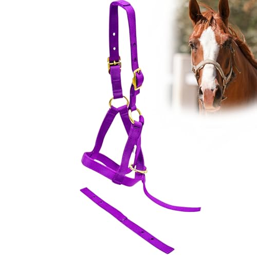 Jeffers Equine Nylon-Weanling-Halfter für Fohlen, Ponys, Miniaturpferde – verstellbares 2-lagiges 1,9 cm Gurtband mit vermessingten Beschlägen – leicht für Training, Fellpflege und Bauernhof, Violett von Jeffers