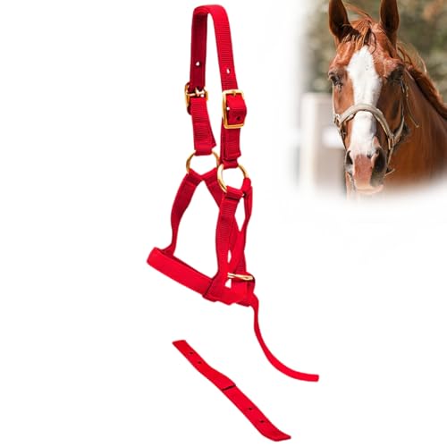 Jeffers Equine Nylon-Weanling-Halfter für Fohlen, Ponys, Miniaturpferde – verstellbares 2-lagiges Gurtband mit vermessingten Beschlägen – leicht für Training, Fellpflege und Bauernhof, Rot Jeffers Equine Nylon-Weanling-Halfter für Fohlen, Ponys, Miniaturpferde – verstellbares 2-lagiges Gurtband mit vermessingten Beschlägen – leicht für Training, Fellpflege und Bauernhof, Rot von Jeffers