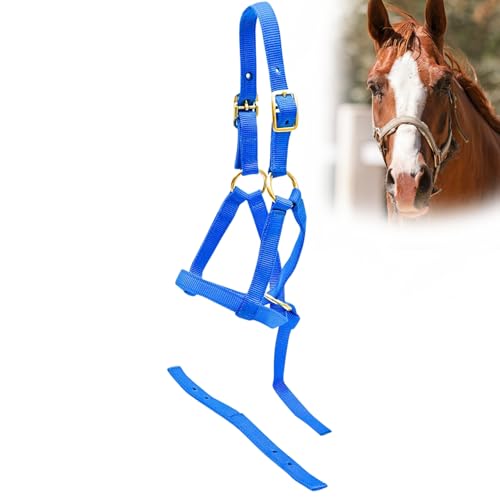 Jeffers Weanling-Halfter für Fohlen, Ponys, Miniaturpferde, verstellbar, 2-lagig, 1,9 cm Gurtband mit vermessingten Beschlägen, leicht für Training, Fellpflege und Bauernhof, Königsblau von Jeffers