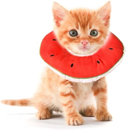 Katzenkegel von Jevnd