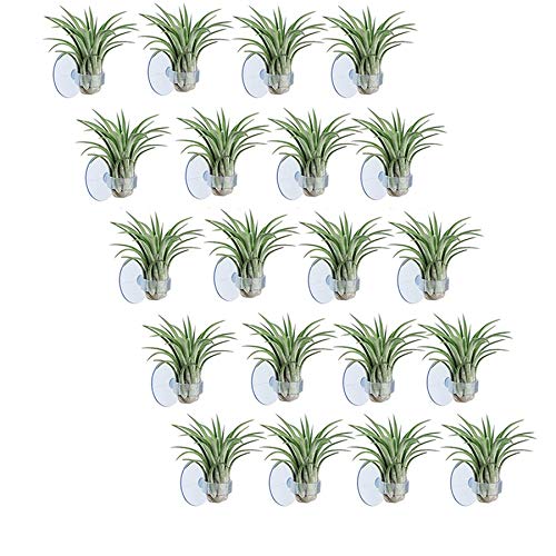 Jojomino 20 Stück Luftpflanzenhalter, Blumentopf, Tillandsia-Halter, Luftpflanzenaufhänger mit Saugnapf zum Aufhängen (Pflanzen nicht Lieferumfang enthalten) von Jojomino