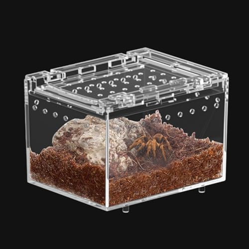 Jortmrd Terrarium Schnecken Mini Terrarium Spinne Reptil Fütterungsbox, Springspinne Terrarium Reptilien Fütterungsbox Geeignet für Insekten, Käfer (10x8x7cm) Jortmrd Terrarium Schnecken Mini Terrarium Spinne Reptil Fütterungsbox, Springspinne Terrarium Reptilien Fütterungsbox Geeignet für Insekten, Käfer (10x8x7cm) von Jortmrd