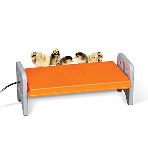 K&H PET Products 100542463 Thermo-Poultry Brooder for Newly Hatched Chicks and Ducklings, Large 11.5 X 20 X 8 Inches, Gray/Orange von K&H Pet Products