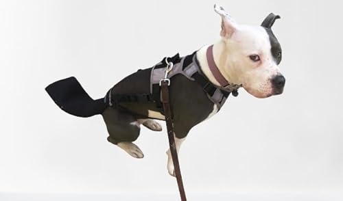 Happy Tail Saver Ärmel- und Geschirr-Set & Wag Control Strap 4 Schutz am glücklichen Schwanz und gebrochenen oder blutigen Wunden am Hundeschwanz (3XL) von K9 Tailsaver