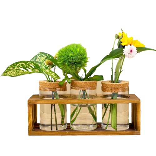 KACPLY Anzuchtstation, Glas-Pflanzen-Terrarium zum Schneiden von Pflanzen, verschönert HomeDcor, perfekter Mittelpunkt für Pflanzenliebhaber KACPLY Anzuchtstation, Glas-Pflanzen-Terrarium zum Schneiden von Pflanzen, verschönert HomeDcor, perfekter Mittelpunkt für Pflanzenliebhaber von KACPLY