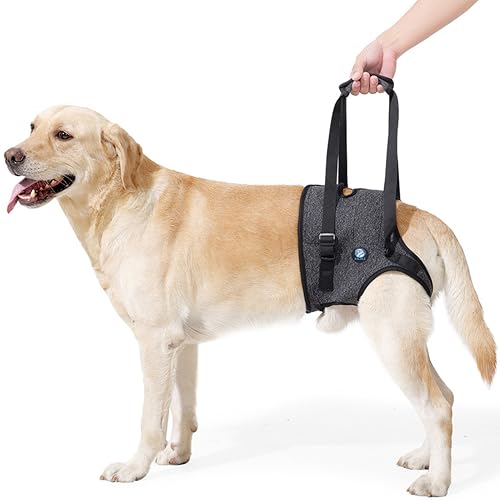 KAJILE Hundegeschirr,Hundestützgeschirr für die Hinterbeine,Hundestützschlaufe für Verletzte Behinderte Kleine,Mittlere und Große Hunde,Dunkelgrau,XL KAJILE Hundegeschirr,Hundestützgeschirr für die Hinterbeine,Hundestützschlaufe für Verletzte Behinderte Kleine,Mittlere und Große Hunde,Dunkelgrau,XL von KAJILE