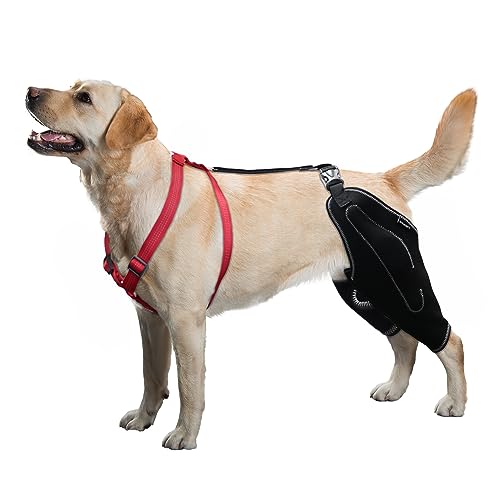 LISPOO Hunde-Kniebandage für zerrissenes Hinterbein, Luxating Patella, Arthritis, Hunde-Kniebandage, Unterstützung für Rücken, Bein, lindert Arthritis-Schmerzen, Acl Brace für Hunde, Hinterbein (XL) von KERBIY