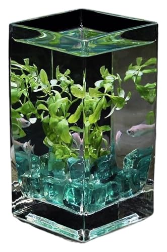 Fischschale, Fischglas, Fischtank, Glasfischbehälter mit Deckel Desktop Kleine Fischschüssel Aquarien(10x10x20cm) von KEuLen