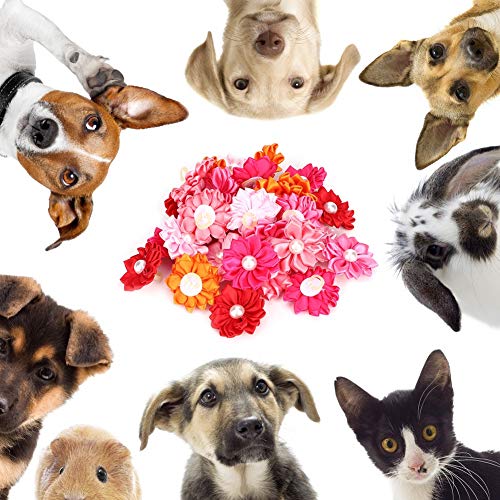 30pcs Buntes Haustier, Hundehaarbögen Stilvolle Gänseblümchenform mit Perlendekorzubehör Welpel Polyester Stoff Clamp/Holder und für Kleine Katzen Pflege 30pcs Buntes Haustier, Hundehaarbögen Stilvolle Gänseblümchenform mit Perlendekorzubehör Welpel Polyester Stoff Clamp/Holder und für Kleine Katzen Pflege von KIMISS