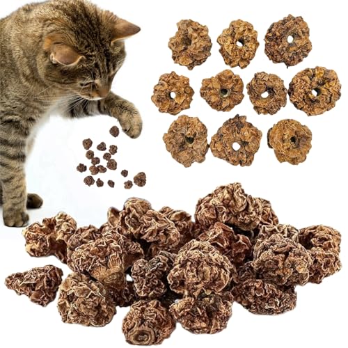 Früchte als Katzenspielzeug für Katzen,20pcs Matatabi Früchte Spielzeug für Katze,Spielzeug für Katzen,Zahnreinigung Dentales Essbares Kätzchenspielzeug Katzen Zahnreinigung von KLLJ