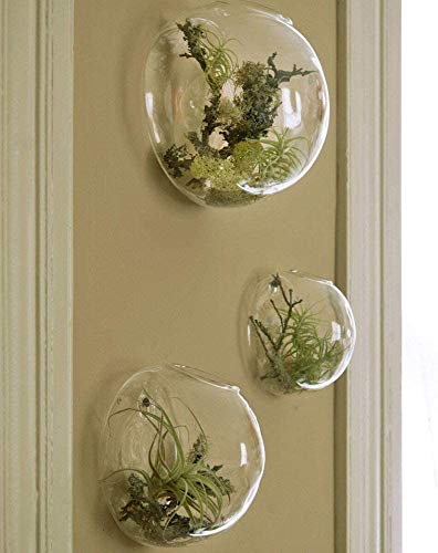 Gemischtes Set von 3 Wandblase Terrarien Klarglas Vase Hängende Wand-Pflanzgefäß Wandmontage Pflanzgefäß Indoor Pflanzen Halter für Blumen Wand montiert Pflanzgefäße für Sukkulenten von KnikGlass