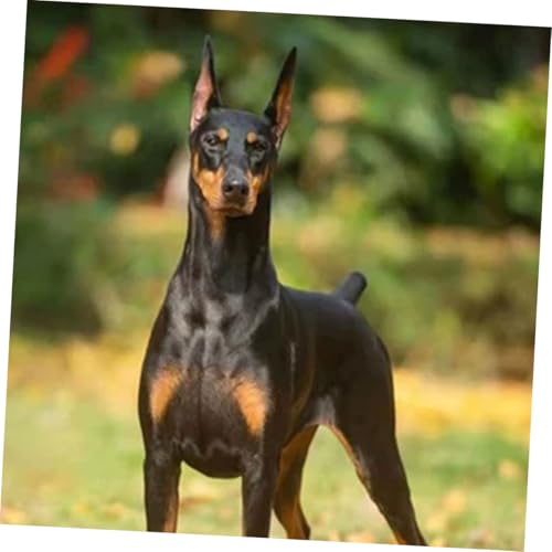 KOCKSHION Hund Ohrenstütze Aufsteller Kleber Hunde Ohrkorrektur Sticker Für Stehende Ohren Bei Welpen Und Kleinen Hunderassen Sanfte Ohrunterstützung Verletzung von KOCKSHION