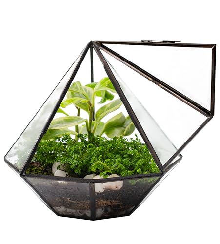 KraftStories Klarglas-Terrarium mit Tür | Behälter im Diamant-Design | idealer Übertopf für Moos und Zimmerpflanzen | erhält die Luftfeuchtigkeit | Selbstpflegendes Indoor-Garten-Ökosystem (nur KraftStories Klarglas-Terrarium mit Tür | Behälter im Diamant-Design | idealer Übertopf für Moos und Zimmerpflanzen | erhält die Luftfeuchtigkeit | Selbstpflegendes Indoor-Garten-Ökosystem (nur von KRAFTSTORIES