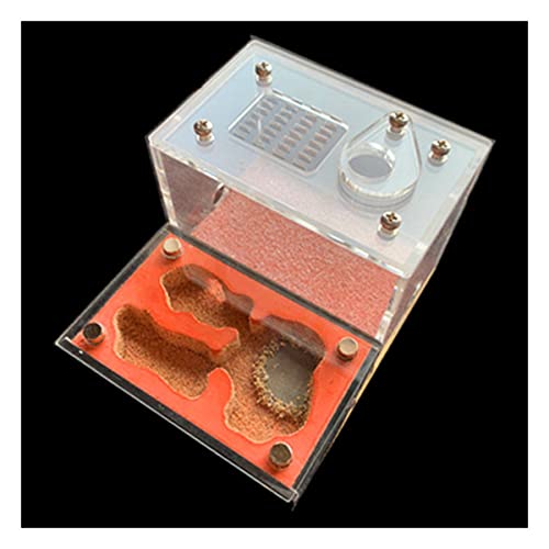 Ameisennest Acryl Ameisenfarm Natürliche Haustier Gips Ameisenhaufen Ant House Habitat Ökologisches Pädagogisches Formicarium Villa Haus Ameisen Futterbox Werkstatt (Color : B) von KXCR