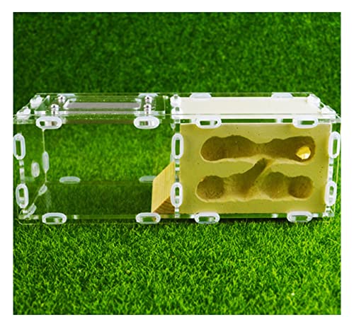 Natürliche Gips Ameisennest Ant Farm Acryl Ameisenfarm Ameisen Haus Villa Ameisenhaufen House Werkstatt Ant Nest Kit Pädagogisches Formicarium Display Box (Color : D) von KXCR