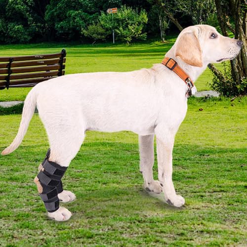 KXWDKJ Beinbandage für Hunde, Rückenbein, Hüftgelenk, Dysplasie, 1 Paar, für Acl Brace, Kreuzbandverletzung oder Genesung (M) von KXWDKJ