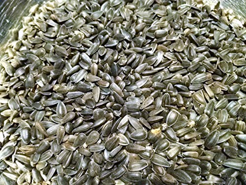 Sonnenblumenkerne in der Schale schwarz 3 kg von Kampol