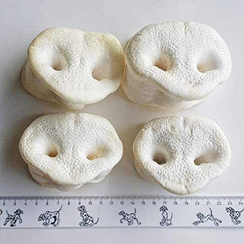 Kaureks Natur Hundeleckerlies, Schweinenasen 10 Stück. gepuffte Honignasen, wie Schweineohren, Kausnack Kaureks Natur Hundeleckerlies, Schweinenasen 10 Stück. gepuffte Honignasen, wie Schweineohren, Kausnack von Kaureks Natur Hundeleckerlies