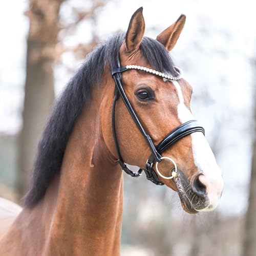 Kavalkade Trensenzaum Florina rundgenäht mit Lack-Reithalfter (Warmblut, schwarz) von Kavalkade