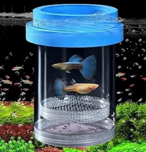 Schwimmende Fischzucht Isolation Box Fischtankzüchter Box Aufzuchtbecken Aquarium für Babyfische, Betta-Garnelen, Clownfische, Guppys (Grün, Groß) von KeaJuidy