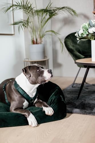 Geschirr für aktive Hunde Kentucky Velvet von Kentucky Dogwear