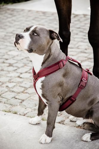 Geschirr für aktive Hunde Kentucky Velvet Geschirr für aktive Hunde Kentucky Velvet von Kentucky Dogwear