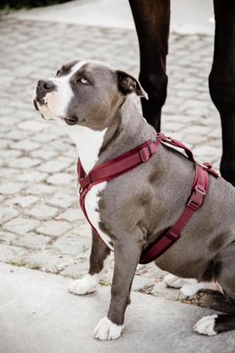 Geschirr für aktive Hunde Kentucky Velvet von Kentucky Dogwear