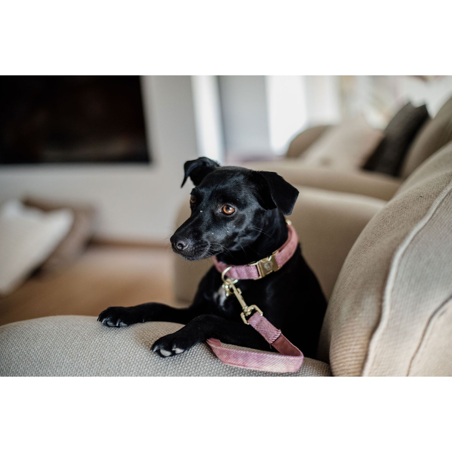 Kentucky Dogwear Hundehalsband Wolle Kentucky Dogwear Hundehalsband Wolle von Kentucky Dogwear