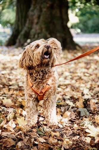 Kentucky Hundegeschirr - Velvet Orange - XS - 22-36cm von Kentucky