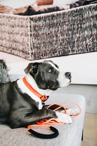 Kentucky Dogwear Hundehalsband (mittel/breit, 58 cm), weiches Gummi, Orange|hochwertig, wasserfest, geruchlos, tierfreundlich, leicht zu waschen, Hundehalsband von Kentucky