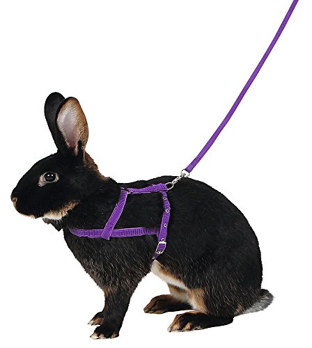 Kerbl 81760 Schultergeschirr Agility mit Leine, 2 m, M, lila von Kerbl Pet