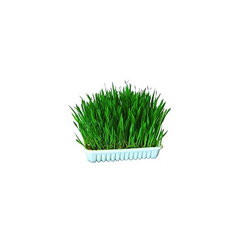 Kerbl 83198 Katzengras 100 g von Kerbl