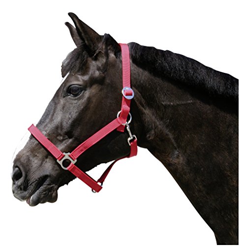 Kerbl Halfter Nylonhalfter Classic, Rot, 1, 32107 Kerbl Halfter Nylonhalfter Classic, Rot, 1, 32107 von Kerbl