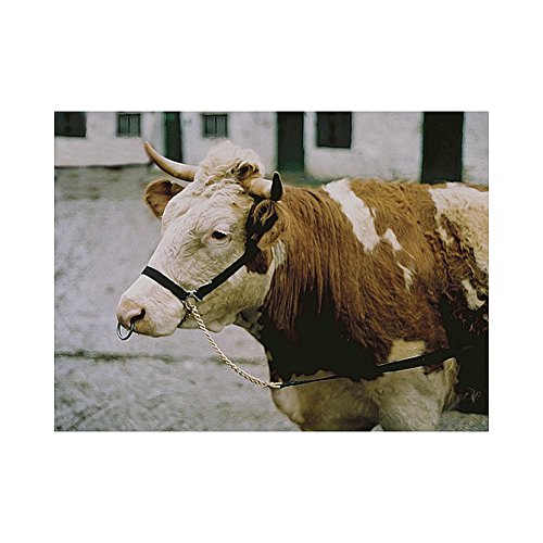 Agritura Vorführhalfter - A07942 Agritura Vorführhalfter - A07942 von Agritura