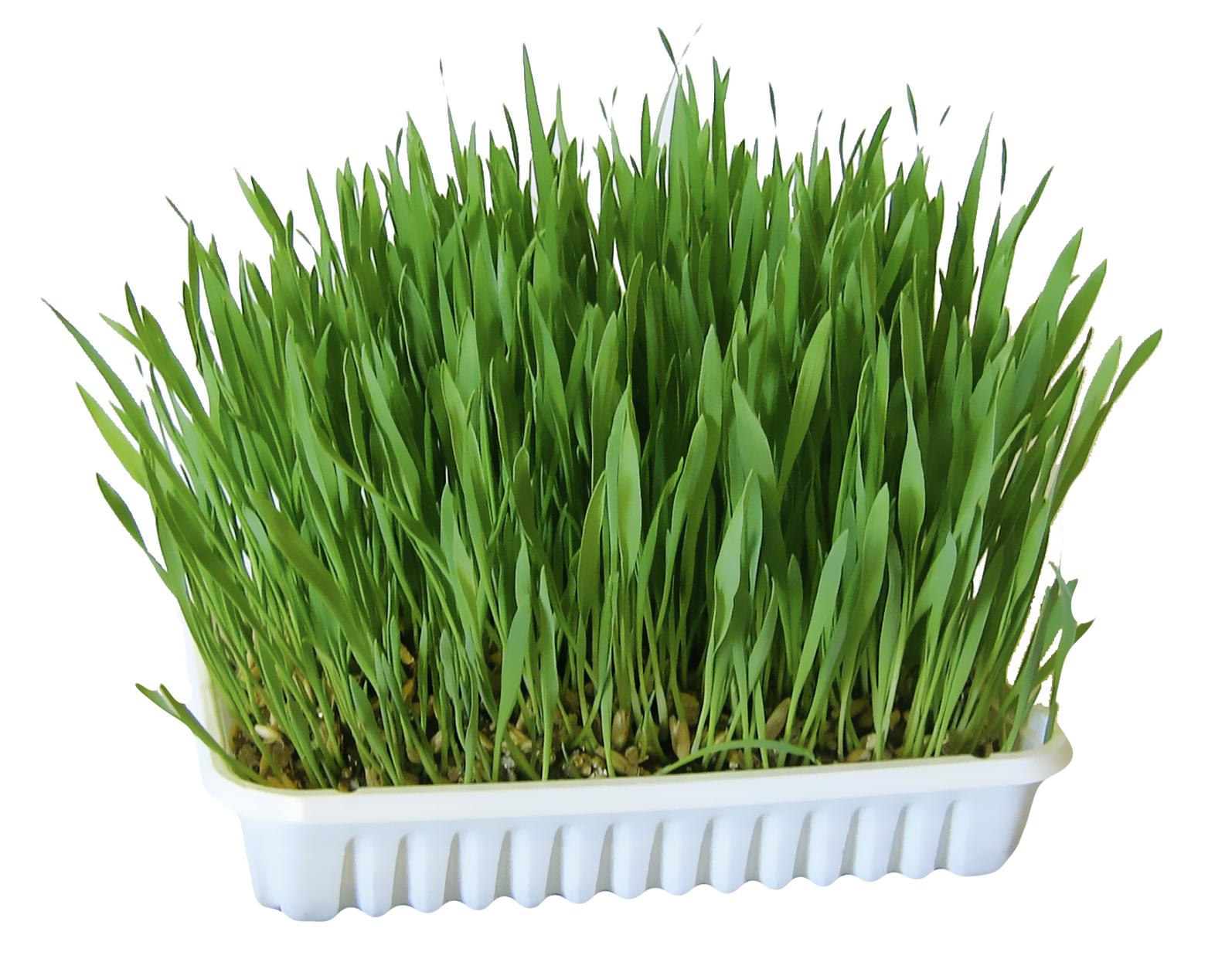 Kerbl Nagergras - 100 g Kerbl Nagergras - 100 g von Kerbl