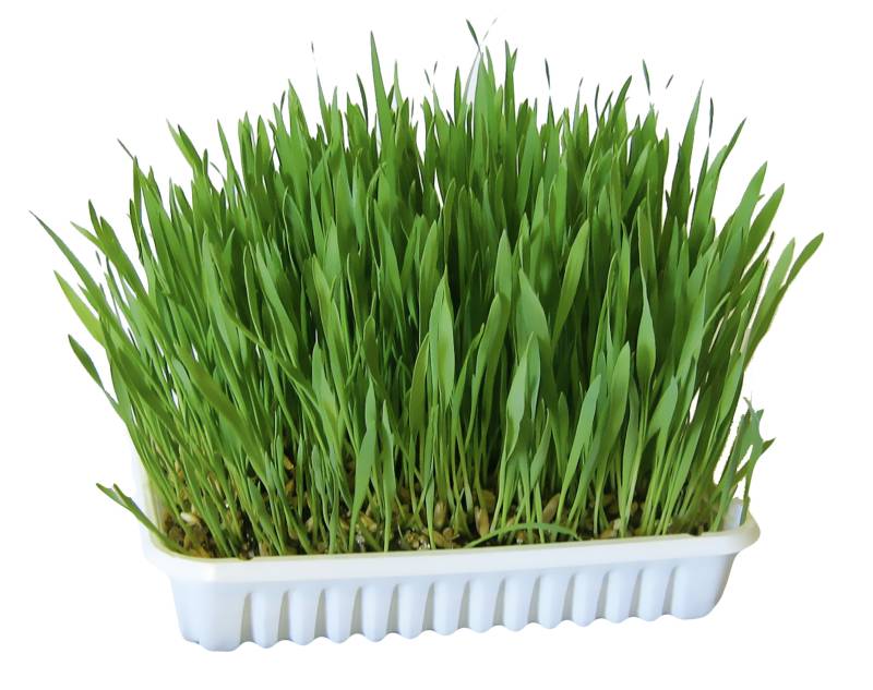 Kerbl Nagergras - 100 g von Kerbl