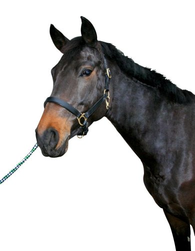 Pferdehalfter Leder Warmblut schwarz Pferdehalfter Leder Warmblut schwarz von Kerbl