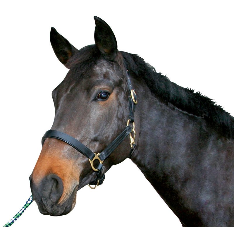 Pferdehalfter Leder - schwarz Gr.4 Kaltblut von Kerbl