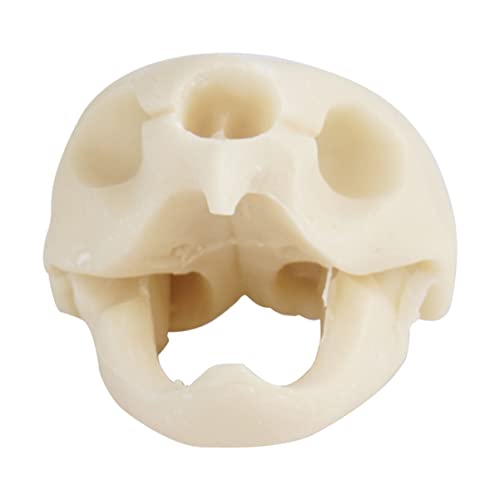Kichvoe 1 Stück Tortoise Skull Dekoration für Aquarium Landschaftselement für Fischbehälter Sicheres Versteck und Kreative Gestaltung für Aquarien Kichvoe 1 Stück Tortoise Skull Dekoration für Aquarium Landschaftselement für Fischbehälter Sicheres Versteck und Kreative Gestaltung für Aquarien von Kichvoe
