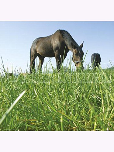 DSV Country-Horse 2122 Kräutermenü 1500gr von Kiepenkerl - Rasen
