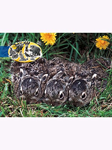 REH- und Hasengartenmix 10kg von Kiepenkerl - sonstiges Saatgut