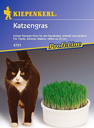 Katzengras Katzengras von Kiepenkerl
