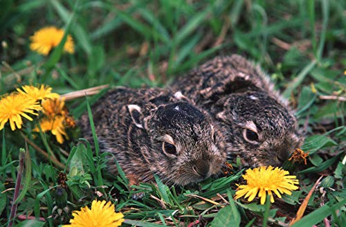 Kiepenkerl 690400 Wildwiese mit Klee und Kräutern (Wildackersamen) von Kiepenkerl