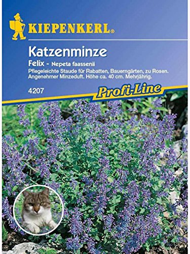 Nepeta fassenii Katzenminze Felix blau von Kiepenkerl