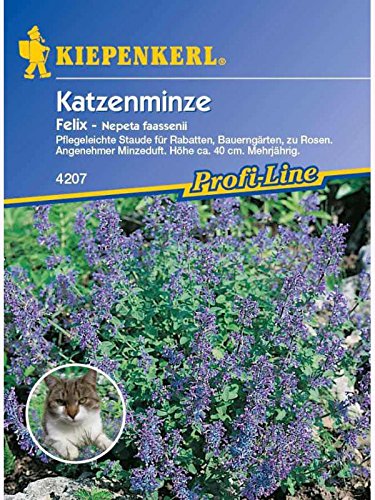 Nepeta fassenii Katzenminze Felix blau Nepeta fassenii Katzenminze Felix blau von Kiepenkerl