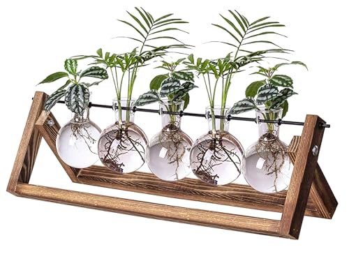 Kingbuy Pflanzenvermehrungsstation mit 5 Glühbirnen-Vasen, Retro-Holzständer, Desktop-Glas-Pflanzgefäß, Terrarium für Hydrokulturpflanzen, Heimbüro-Dekor Kingbuy Pflanzenvermehrungsstation mit 5 Glühbirnen-Vasen, Retro-Holzständer, Desktop-Glas-Pflanzgefäß, Terrarium für Hydrokulturpflanzen, Heimbüro-Dekor von Kingbuy