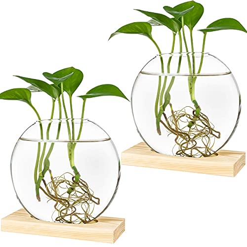 Kingbuy Runde Glas-Pflanzgefäß, Terrarium, Blumenvase mit Holzständer für die Anzucht Hydrokultur-Pflanzen, Heimbüro-Dekoration, 2 Stück, beige von Kingbuy