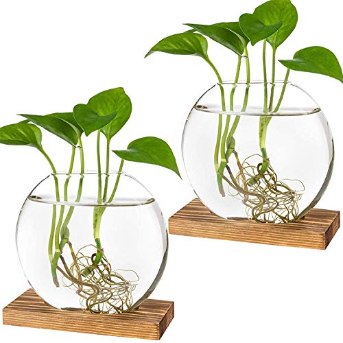 Kingbuy Runde Glas-Pflanzgefäß, Terrarium, Blumenvase mit Holzständer für die Anzucht Hydrokultur-Pflanzen, Heimbüro-Dekoration, 2 Stück, braun von Kingbuy