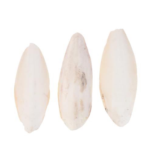 Kisangel 3stücke Cuttlebone Spielzeug Für Papageien Und Kleintiere Calcium Kauspielzeug Für Zähne Und Training Beige Hängendes Pendant Für Käfige Und Balconys von Kisangel