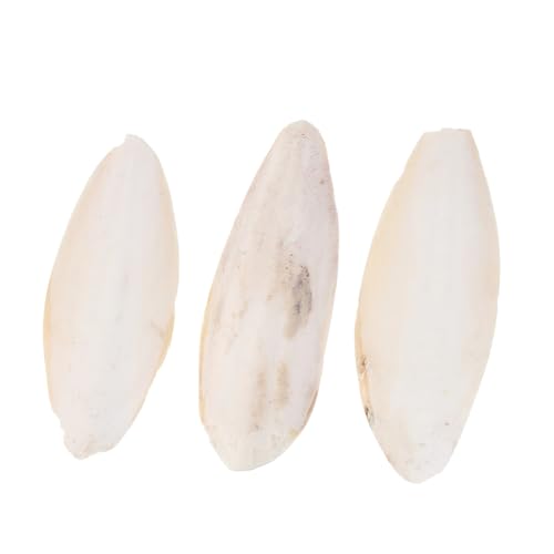Kisangel 9 STK Cuttlebone Molares Meeresschildkrötenspielzeug Sittich Sepia Cuttlebone Für Sittiche Papageienspielzeug Cuttlebone Für Vögel Cuttlebone-beißspielzeug Sittichknochen Kisangel 9 STK Cuttlebone Molares Meeresschildkrötenspielzeug Sittich Sepia Cuttlebone Für Sittiche Papageienspielzeug Cuttlebone Für Vögel Cuttlebone-beißspielzeug Sittichknochen von Kisangel